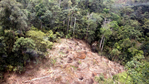 Vista de un bosque de Esmeraldas que ha sufrido la tala ilegal, el 22 de octubre de 2020.