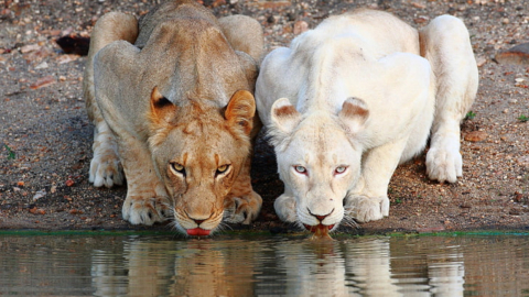 Leonas  de diferentes especies compartiendo el agua del mismo río. 