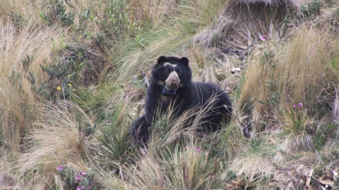 Oso de anteojos con un collar satelital en el parque Llanganates.