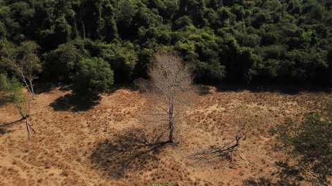 Vista aérea muestra árboles muertos cerca de un bosque en la frontera entre Amazonía y Cerrado en Nova Xavantina, estado de Mato Grosso, Brasil, 28 de julio de 2021.