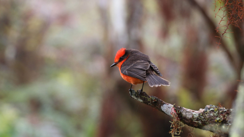 Pájaro Brujo (Pyrocephalus nanus) en el Parque Nacional Galápagos. Especie en peligro de extinción. 