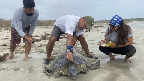 Guardaparques del Parque Nacional Galápagos midiendo a una tortuga marina, en la isla Isabela.