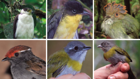 Aves registradas en la cordillera del Kutukú, en Morona Santiago. 19 de marzo de 2022