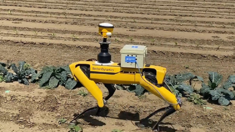 El robot cuadrúpedo 'Spot', en una tarea de campo, en enero de 2022.