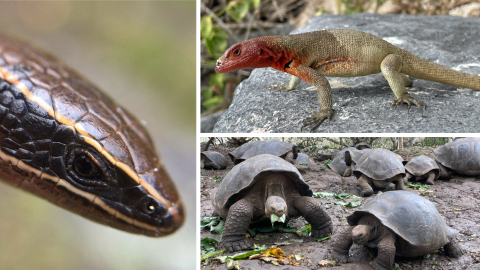 Tres de las especies de reptiles que están en peligro en Ecuador. 