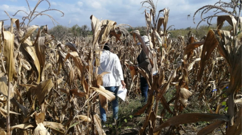 Técnicos del Ministerio de Agricultura realizan el levantamiento de información de rendimientos objetivos en los cultivos de maíz, en julio de 2021.