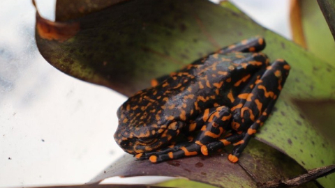 Una nueva especie de rana fue descubierta en los bosques húmedos de Tungurahua, 3 de junio de 2022.