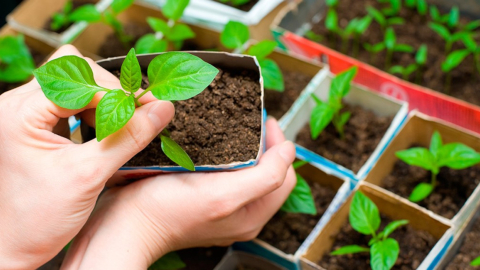 Un huerto en casa nos permite tener un contacto más cercano con la naturaleza y economizar.