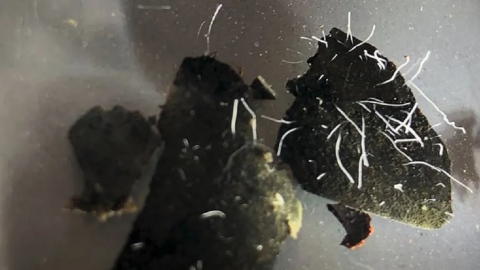 Piedras del manglar de la isla de Guadalupe con muestras de la nueva bacteria Thiomargarita magnifica. 