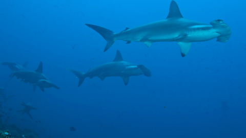 Dos tiburones martillo en las aguas de las islas Galápagos, el 22 de julio de 2017. 