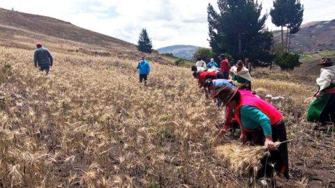 Agricultores cosechan trigo en Guamote, provincia de Chimborazo, el 28 de octubre de 2021. 