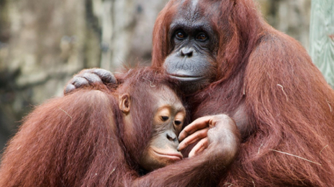 Dos simios del zoológico holandés de Ouwehands, parte de una investigación científica. 