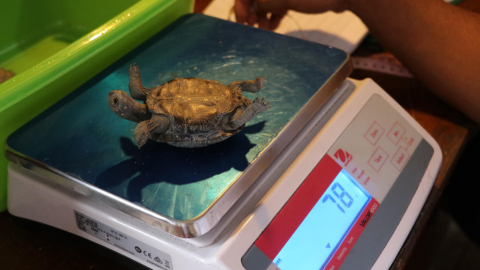 Técnicos de la Dirección del Parque Nacional Galápagos mientras miden y pesan a las tortugas bebés que eclosionaron este año, en la Isla Santa Cruz.