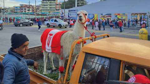 La llama Nicanor, mascota de Técnico Universitario, llega al estadio Bellavista, para el duelo ante Macará, el 17 de octubre de 2022. 