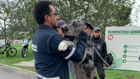 El perro gran danés atacado junto a un funcionario de Bienestar Animal. 