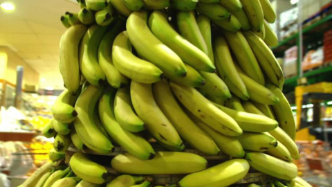 Foto de racimos de banano para graficar de forma referencial el manejo del sistema Unibanano.