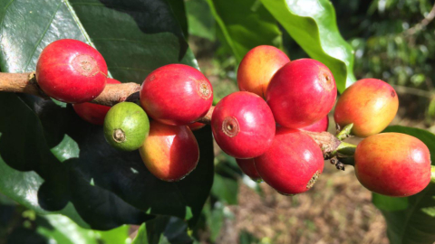 Imagen de una plantación de café en Galápagos, uno de los tres productos que la UE protege de imitaciones desde el 17 de noviembre de 2022.