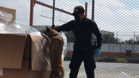 Los perros trabajan junto con los guías. En la imagen está Jessy cumpliendo con su tarea. 