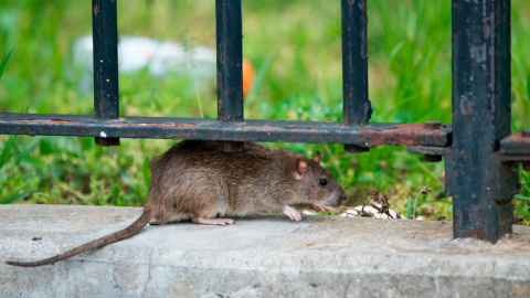 Una rata en Nueva York, en Farragut Houses, en Brooklyn. 