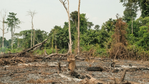 Vista frontal de un área deforestada en un bosque primario de América Latina. 