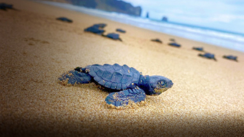 Imagen de una de las tortugas marinas bebé, en la playa de San Lorenzo, en Manabí. 