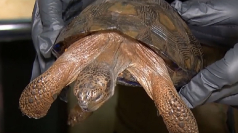 Ejemplar de una tortuga Galápagos, decomisada en Guayaquil, el 26 de febrero de 2023. 