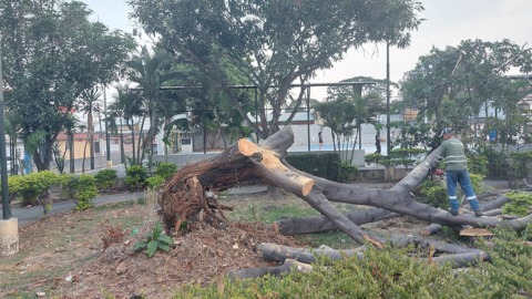 Imagen referencial. Un árbol caído en el sector de Samanes, norte de Guayaquil, el 6 de septiembre de 2022.