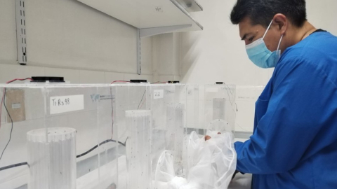 Un investigador del Inspi manipula uno de los mosquitos reproducidos en el laboratorio, el 28 de febrero de 2023. 