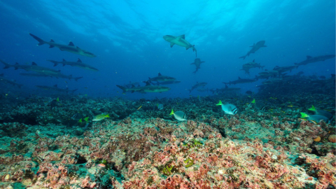 Imagen referencial. Especies endémicas, como peces y tiburones en Galápagos, el 4 de marzo de 2023. 