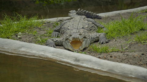 Dos cocodrilos de la Costa ya forman parte de la población que se refugia en el QuitoZoo. 21 de marzo de 2023