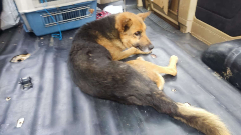 Cibu o Sibu fue un perro al que atropellaron en Quito, en mayo de 2022.