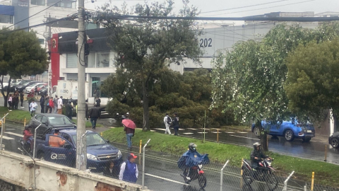 Un árbol sobre la avenida 6 de Diciembre de Quito, el 27 de marzo de 2023.