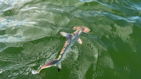 Imagen referencial de un tiburón en las Islas Galápagos, el 16 de diciembre de 2022.