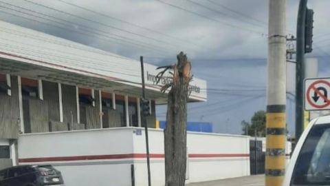 Un árbol talado en la avenida España, en Cuenca.