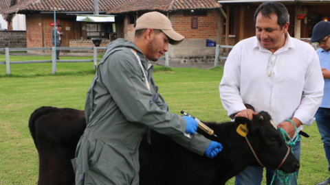 Vacunación de ganado de la Asociación Holstein contra fiebre aftosa, el 17 de mayo de 2023, en Quito. 