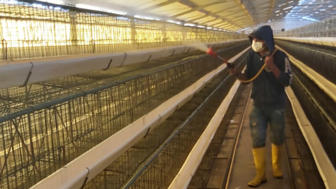 Desinfección de la granja avícola Aves y Huevos Mishell, en Cotopaxi. Mayo de 2023. 