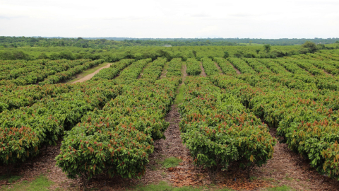 Imagen referencial de un cultivo de cacao en Ecuador. 