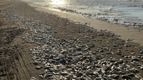 Miles de peces muertos en la orilla de la playa de Texas, el 11 de junio de 2023. 