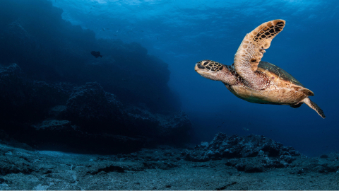 Imagen referencial de la reserva marina de Galápagos, el 14 de enero de 2022.