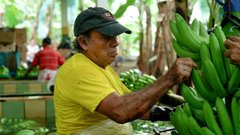 Imagen de una cosecha de banano en Ecuador. Foto de agosto de 2022. 