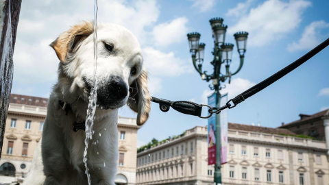 Un perro bebe agua de una fuente durante un caluroso día en Turín, Italia. Foto del sábado 15 de julio de 2023. 