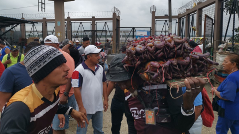 Descarga de cangrejos en el mercado de la Caraguay, al sur de Guayaquil. 