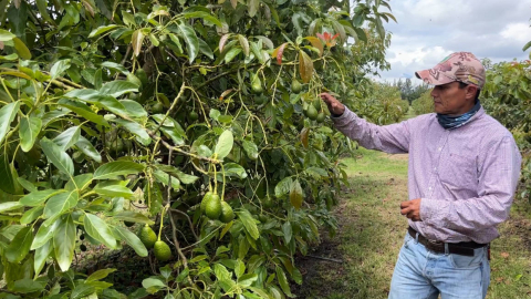 Imagen referencial de un productor de aguacates ecuatorianos.