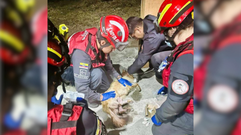 Un perrito herido por un incendio en Quito, el 30 de agosto de 2023. 