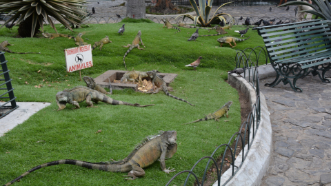 Imagen referencial. Iguanas de Guayaquil, parte de la fauna urbana de la ciudad. 