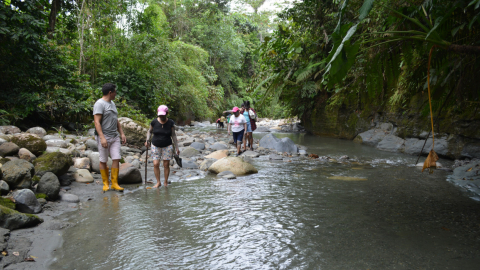 El Gobierno Provincial de Pastaza informó que las tilapias se atrofian para evitar sobrepoblación, que se conviertan invasoras y se coman a especies nativas.
