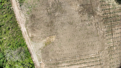 Vista aérea de una zona en Palora, Morona Santiago, donde se observa la extensión de los cultivos de pitahaya cerca de los bosques.