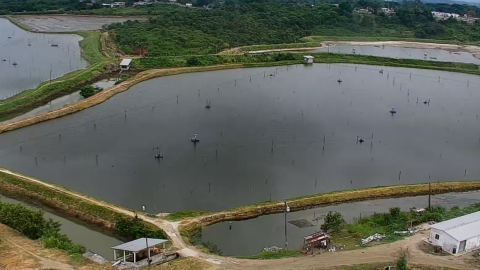 Tierra concesionada a camaroneras en el sector de El Churo, cantón de Pedernales, Manabí. Foto del 19 de septiembre de 2023. 