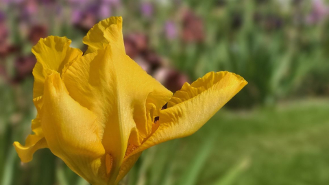 Regalar flores amarillas es una práctica que se va popularizando en varios países, entre ellos Ecuador. 