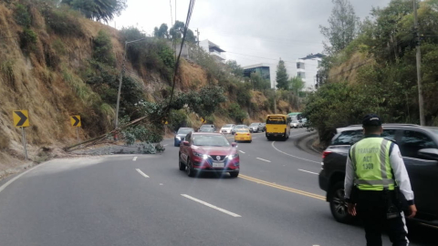 Un árbol caído en la avenida Interoceánica, en el Valle de Cumbayá, el 28 de septiembre de 2023. 